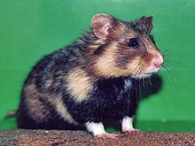 Křeček